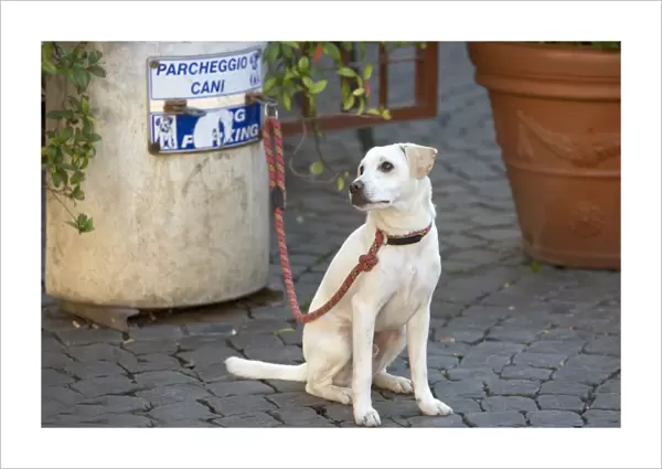 Dog - Labrador on lead at dog parking station - Rome - Italy