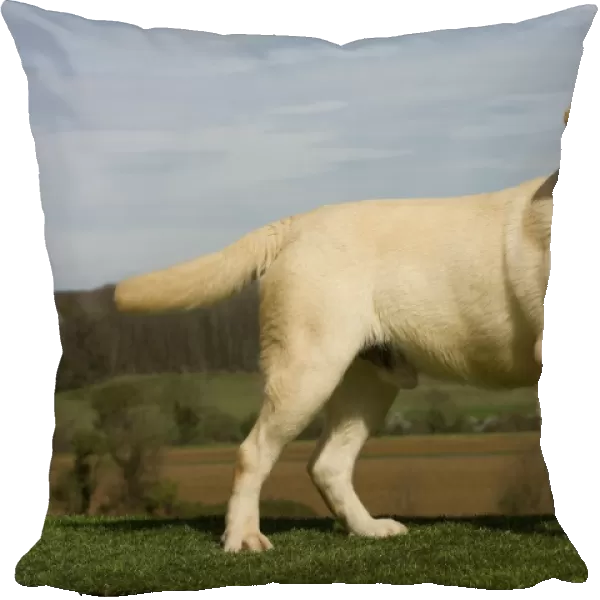 Dog - Labrador outside