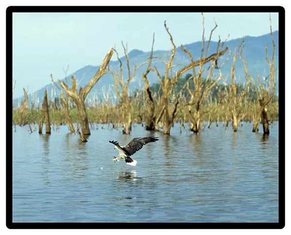White-bellied Sea-eagle - fishing - Galoya National Park - Sri Lanka