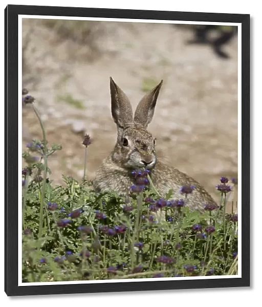 Desert Cottontail Rabbit - Southeast Arizona - April - USA