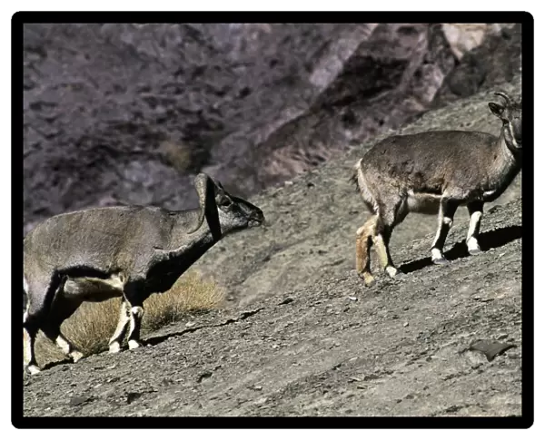Blue Sheep  /  Bharal - male approaches female in rutting season - Ladakh - India
