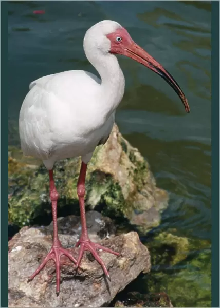 White Ibis - along coastline of Florida, USA