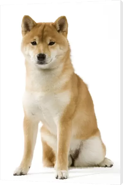 Dog - Shiba Inu
