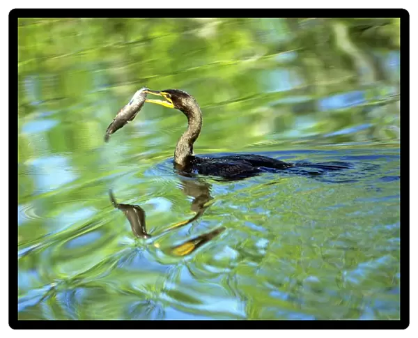 Crested Cormorant - with fish in beak - Everglades National Park