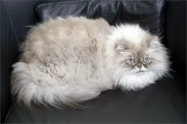 Persian Blue Colourpoint Cat