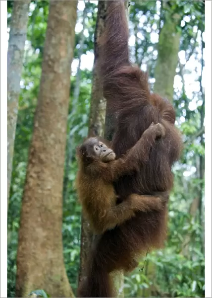 Sumatran Orangutan - 2. 5 year old baby holding on to mother climbing tree - North Sumatra - Indonesia - *Critically Endangered