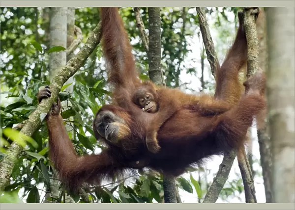 Sumatran Orangutan - 2. 5 year old baby resting on mother - North Sumatra - Indonesia - *Critically Endangered