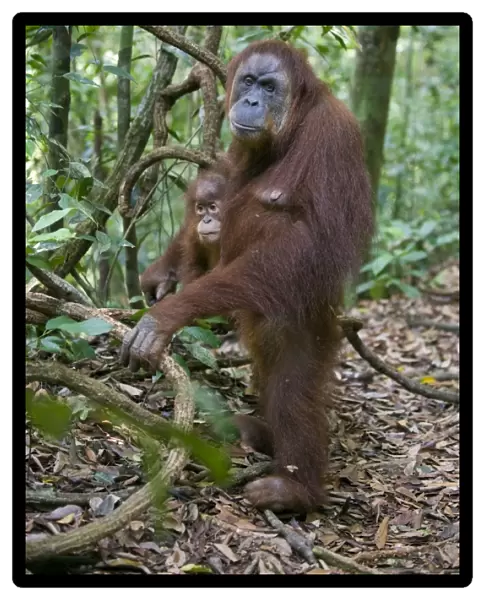 Sumatran Orangutan - Adult female standing upright while holding 2. 5 year old baby - North Sumatra - Indonesia - *Critically Endangered