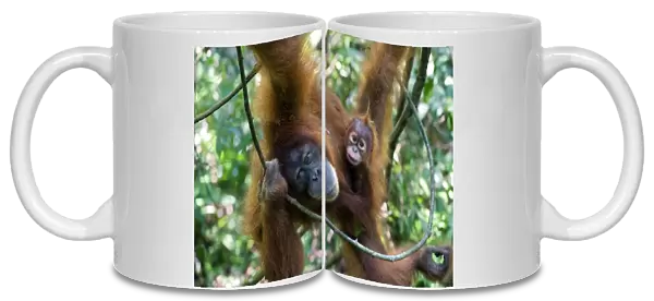Sumatran Orangutan - Mother with 1. 5 year old baby - North Sumatra - Indonesia - *Critically Endangered