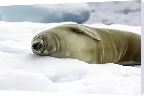 Crabeater Seal - Neko Harbor - Antarctic Peninsula
