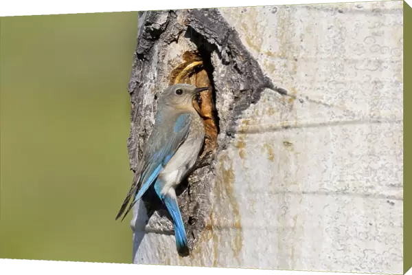 Mountain Bluebird - female at nest cavity in aspen tree - Western U. S. - June _D3C4047