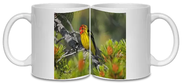 Western Tanager - male perched on Pine Tree - Western U. S. - Summer _D3D1408