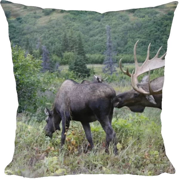 Moose - 5-7 year old male and female - Seward Peninsula - Alaska