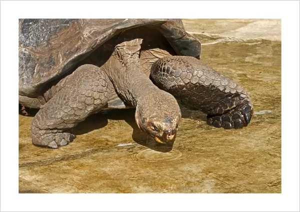 Galapagos Giant Tortoise - Charles Darwin foundation - Santa Cruz island - Galapagos islands
