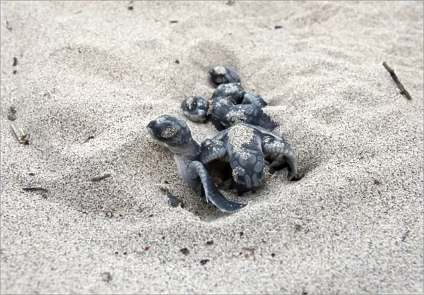 Green sea turtle - hatchlings - Santiago island - Galapagos islands
