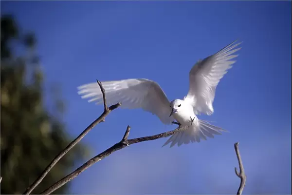 Common White Tern - landing