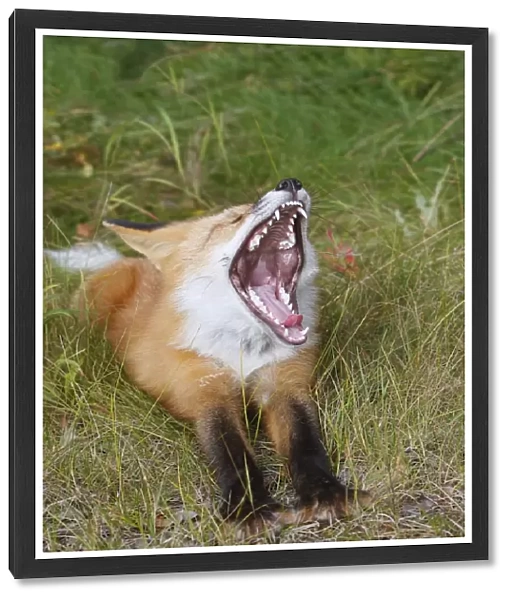 Red Fox - young - yawning