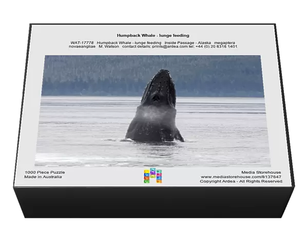 Humpback Whale - lunge feeding