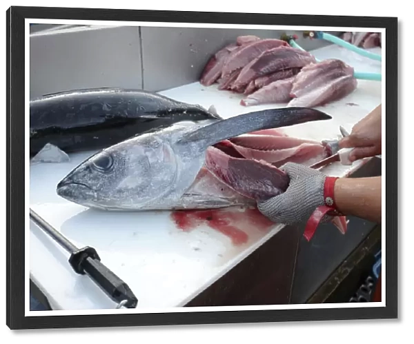 Albacore Tuna  /  Rose of the sea - being filleted - Oregon - USA