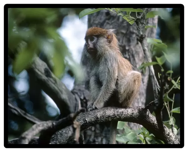 Patas Monkey - juvenile - Gambia