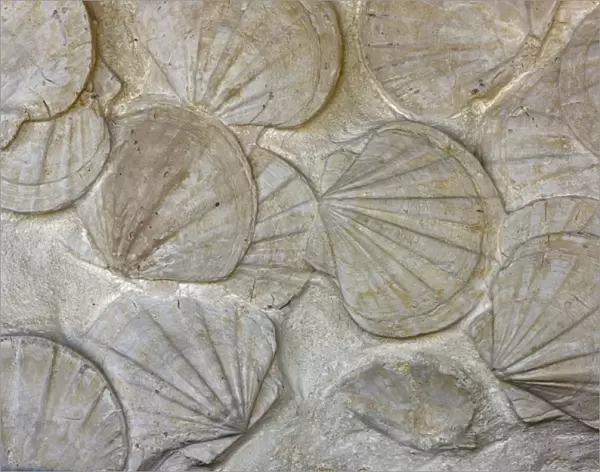 Fossil Scallops - southern France - bivalve mollusks - genus Pecten - Miocene