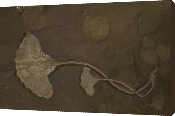 Fossil Crinoid - Jurassic Holzmaden, Germany E50T4111