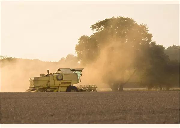 Farming - Combine Harvester - Wheat harvest at sunset - Norfolk - UK