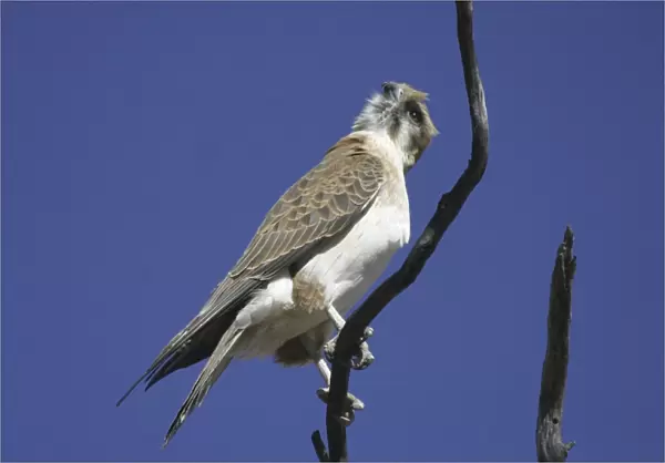 Brown Falcon - Near Alice Springs Nthn Territory, Australia
