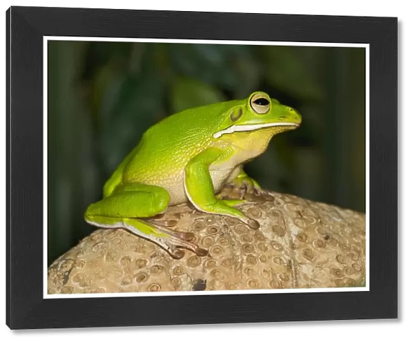 White Lipped Tree Frog - side view - Controlled conditions 15399