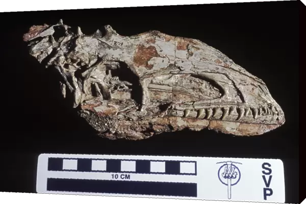 Dinosaurs: Coelophysis, a small Theropod (carnivorous dinosaur) of the Late Triassic. Triassic, Chinle Formation, Ghost Ranch, New Mexico, USA Coelophysis was a small carnivorous dinosaur