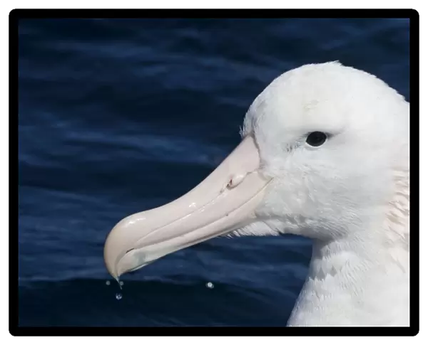 Gibson's Albatross - offshore from Kaikoura, South Island, New Zealand. Some authorities consider Gibson's Albatross to be a subspecies of the Wandering Albatross so Diomedea exulans gibsoni