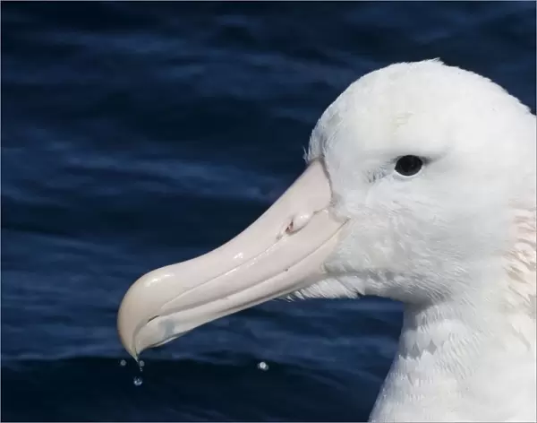 Gibson's Albatross - offshore from Kaikoura, South Island, New Zealand. Some authorities consider Gibson's Albatross to be a subspecies of the Wandering Albatross so Diomedea exulans gibsoni