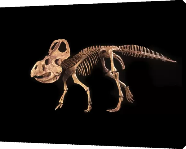 Dinosaurs - Ceratopsians - Protoceratops Cretaceous, Mongolia Specimen courtesy Gaston Design. DR 322