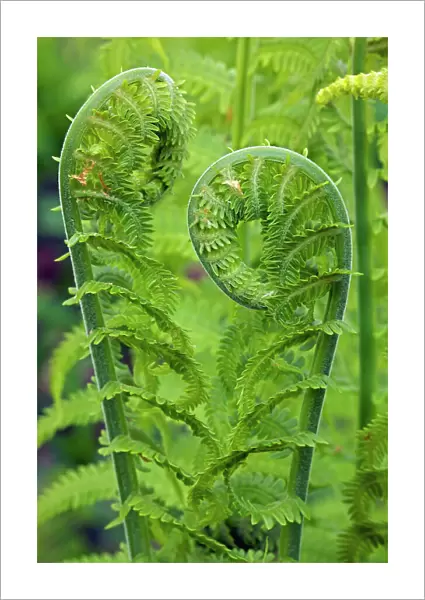 Ostrich fern or shuttlecock fern - Fiddlehead - edible - Widely distributed in the Northern Hemisphere - Europe - Asia - Northern North America - often used in gardening