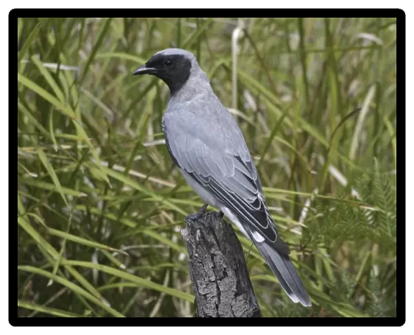 Black-faced Cuckoo-shrike - Endemic Tasmanian subspecies. Near Swansea, eastern Tasmania, Australia