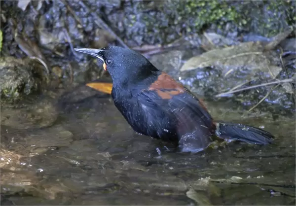 South Island Saddleback  /  Tieke - bathing in a small pool which is the only water source on the island - survives only on some small off shore islands around Stewart Island and here on Motuara Island in the Marlborough Sounds