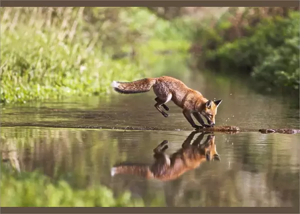 Red Fox - jumping steppng stones on stream - contrilled conditions - sequence 4 of 4 14680