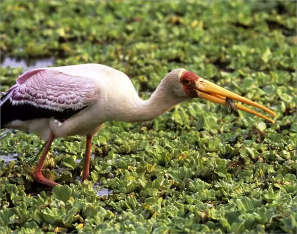 Yellow-billed Stork - fishing - Kruger National Park - South Africa