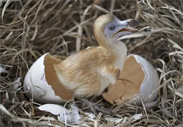 Dodo - chick just hatched in nest