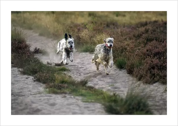 English Setter Dogs - running