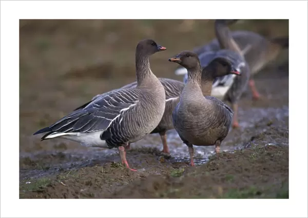 Pink-Footed Goose - in muddy field
