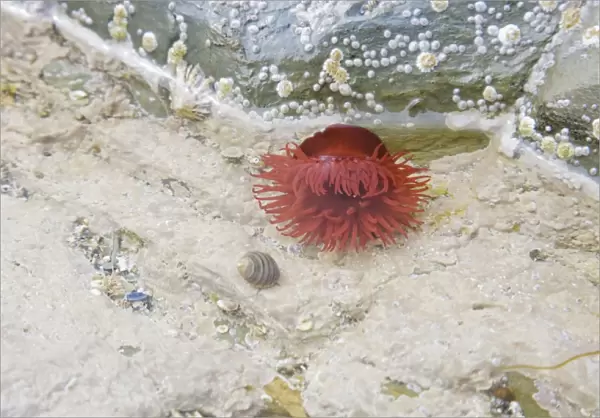 Beadlet Anenome in rock pool at low tide - Brough Head - Orkney Mainland IN000905