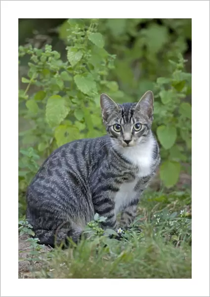 Cat - semi-feral - Oregon - USA