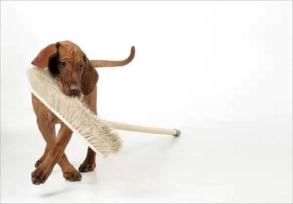 DOG - Hungarian vizsla puppy playing with broom