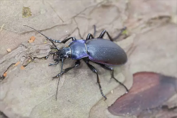 Violet Ground Beetle - on wood - Cornwall - UK