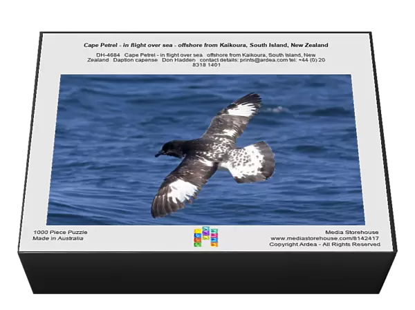 Cape Petrel - in flight over sea - offshore from Kaikoura, South Island, New Zealand