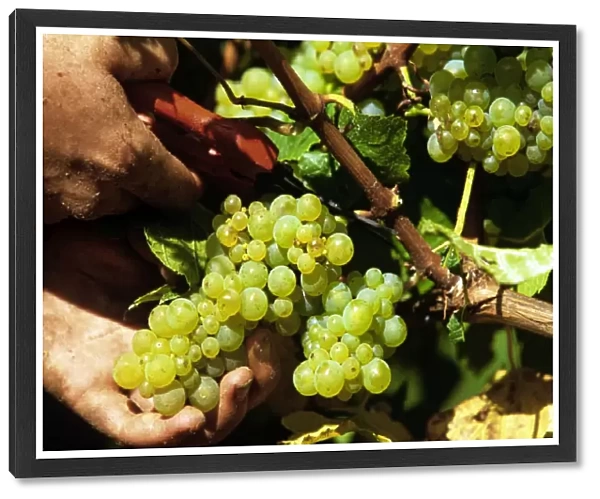 Picking of chardonnay grapes Leeuwin Estate Winery, Margaret River, Western Australia JLR08093