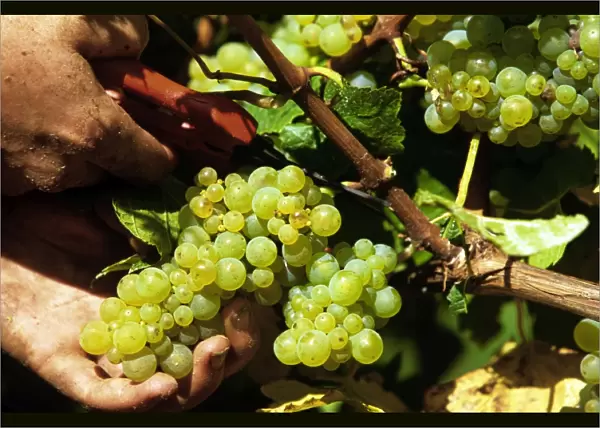 Picking of chardonnay grapes Leeuwin Estate Winery, Margaret River, Western Australia JLR08093