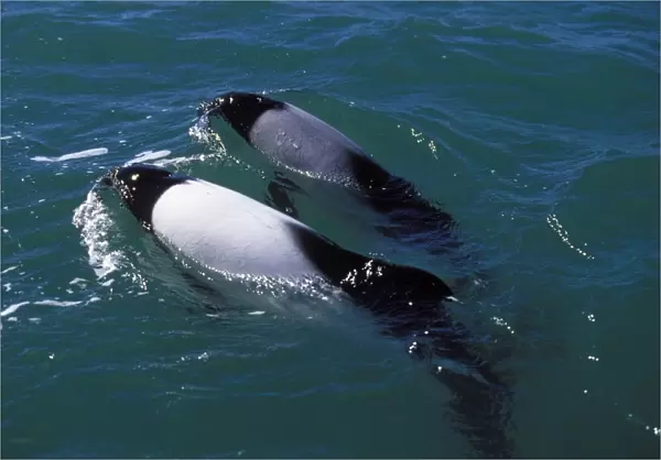 Commerson's Dolphins FG 12440 Adult coloration is black and white, the grey-colored individual looks like a young, but in fact is an adult resident of the area which never fully developed the white color. Near Puerto