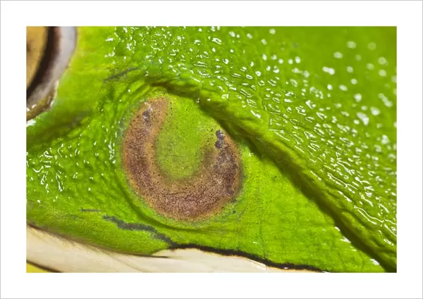 White Lipped Tree Frog - close up of ear - Controlled conditions 15301